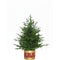 Fraser Hill Farm - 3.0-Ft Andirondack Potted Christmas Tree D閏or