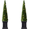 Fraser Hill Farm - Set of Two 40-inch Boxwood Topiary Cones with Square Pots and Clear LED Lights