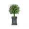 Fraser Hill Farm - 2-Ft. Boxwood Ball Topiary with Black Pot and Warm White LED Lights
