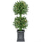 Fraser Hill Farm - 3-Ft. Boxwood 2-Ball Topiary with Black Pot and Warm White LED Lights