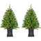 Fraser Hill Farm - 4-Ft. Boxwood Porch Tree in Black Pot with Warm White Lights, Set of 2