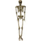 Haunted Hill Farm - Igor the 5-ft. Poseable Skeleton, Indoor/Covered Outdoor Halloween Decoration