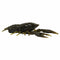 Tackle HD Fishing : Bait Tackle HD Hi Def Craw 3.75 in.5 PK - Dark Green Pumpkin Craw
