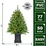Fraser Hill Farm -  2-Ft. Boxwood Porch Tree in Black Pot with Warm White Lights