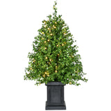 Fraser Hill Farm -  3-Ft. Boxwood Porch Tree in Black Pot with Warm White Lights
