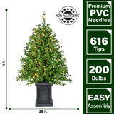 Fraser Hill Farm -  4-Ft. Boxwood Porch Tree in Black Pot with Warm White Lights