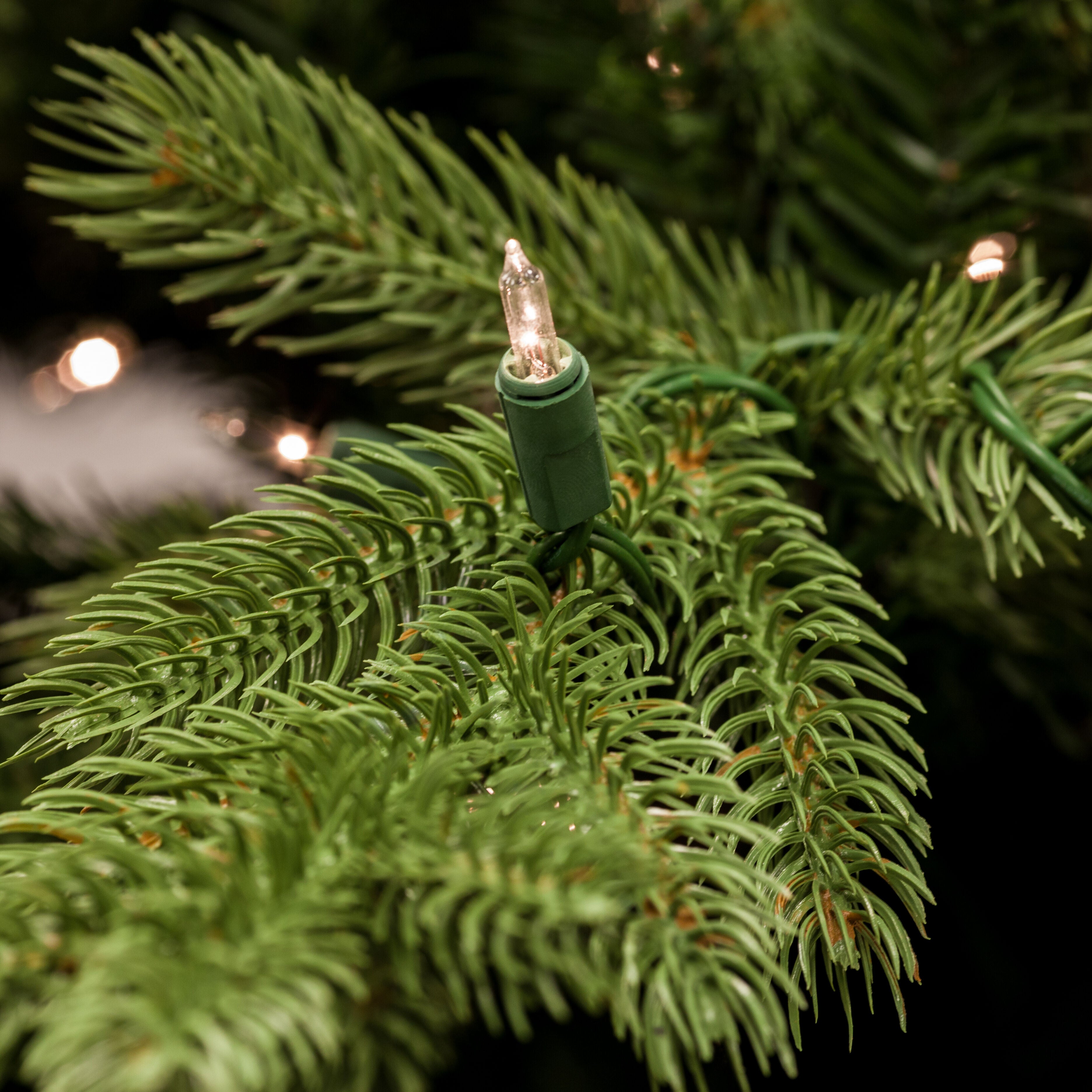Fraser Hill Farm -  6.5-Ft. Foxtail Pine Christmas Tree