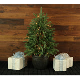 Fraser Hill Farm -  4-Ft. Potted Pine Tree with Clear Lights